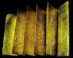 image (1)